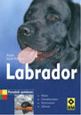 labrador